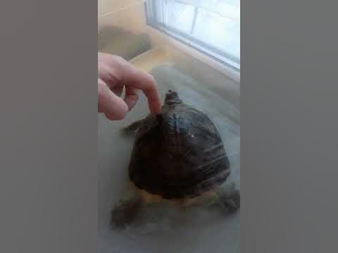 Танцующая черепаха - YouTube