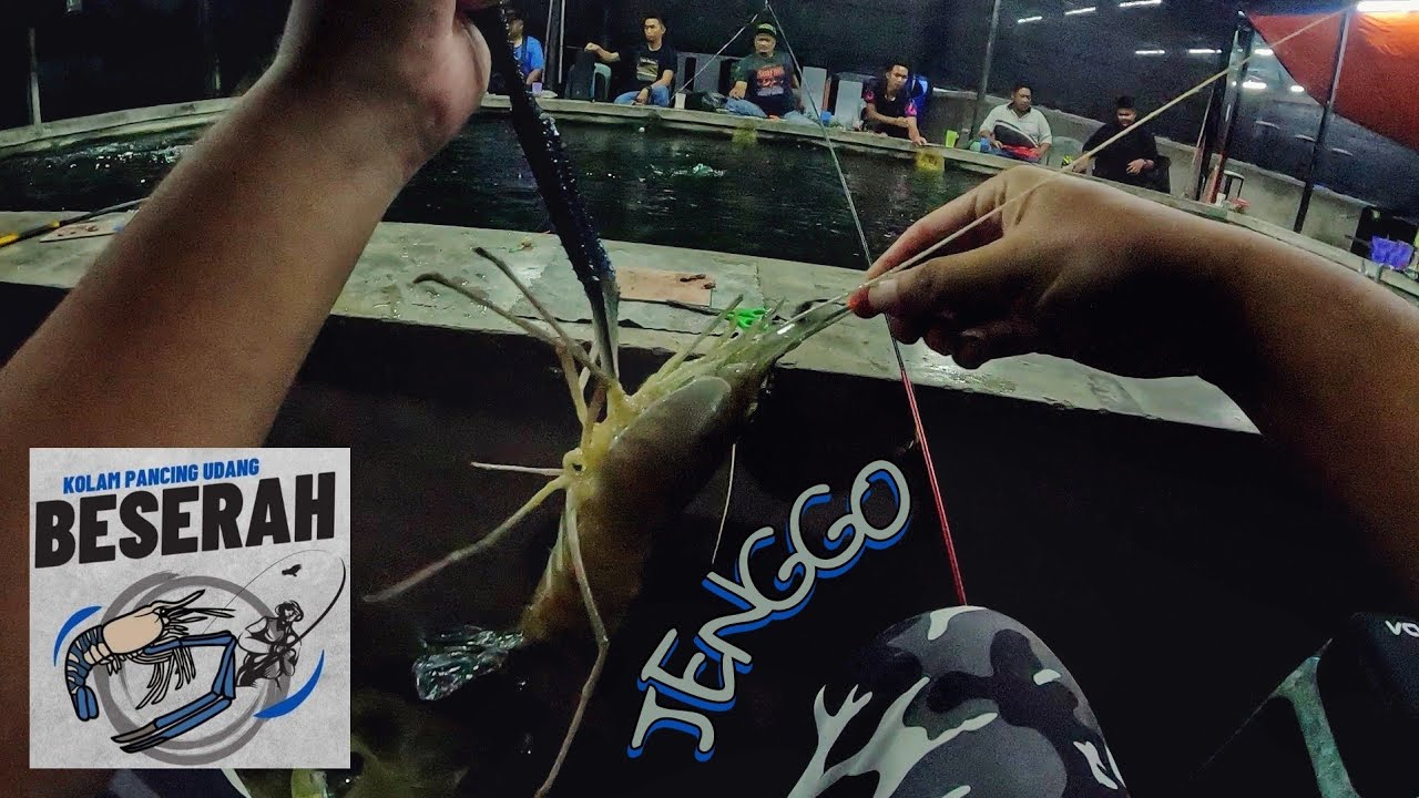 SEMBAT JENGGO !!! Kolam Udang Galah Beserah Kuantan