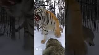 Tiger Fights A Pack Of Wolves In Cage