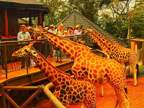 Why you should visit Giraffe Centre.#Nairobi #kenya