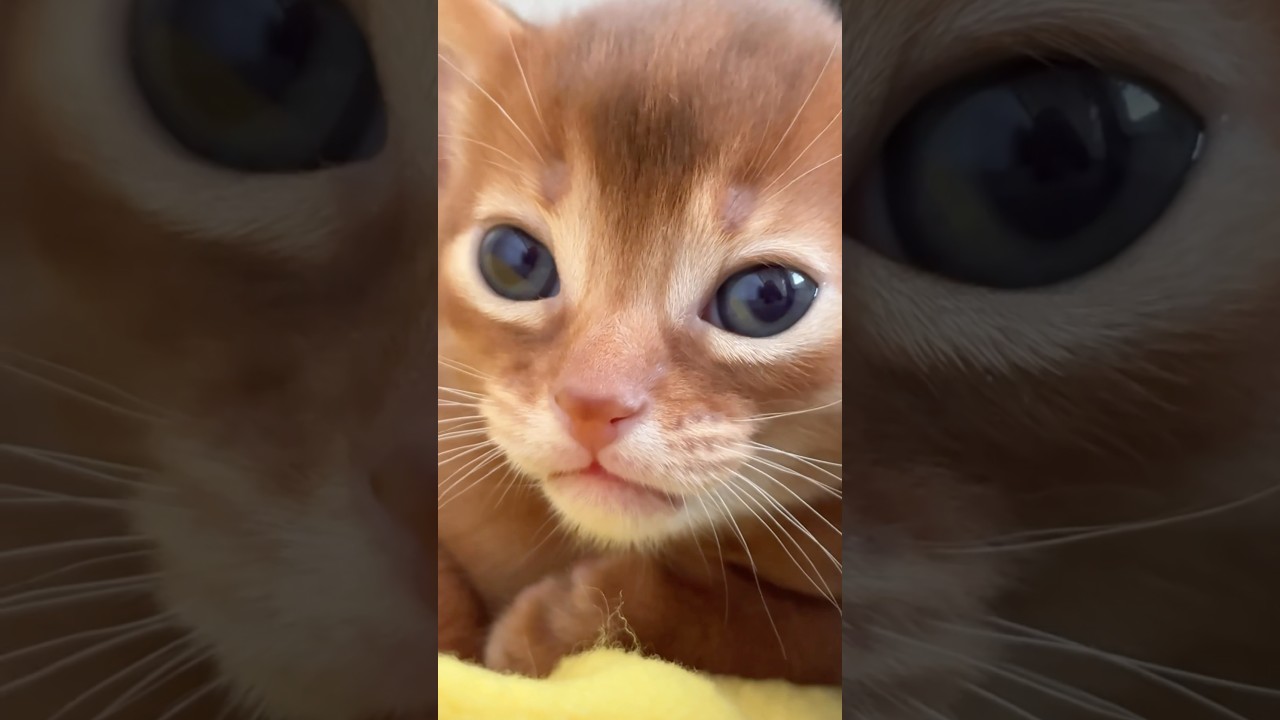 Tired?!🥱 Abyssinian baby kitten close up video 
