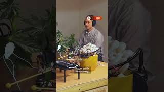 Download Lagu Mushrooms play instruments MP3 Download Lagu Mushrooms play instruments MP3