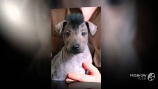 Xoloitzcuintle Dog breed by My Dog 1,263 views 9 years ago 2 minutes, 15 seconds
