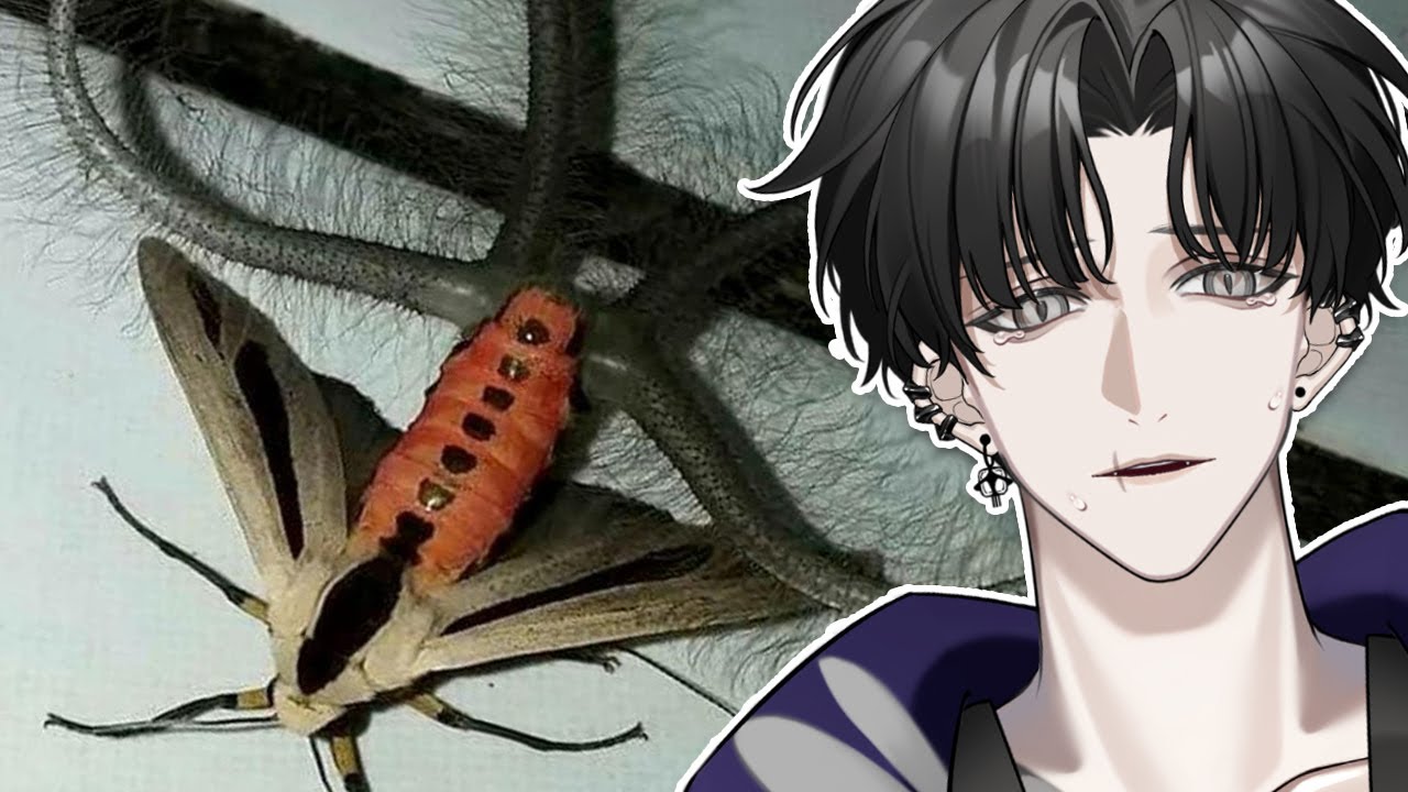 ЭТА ШТУКА ПРИВЛЕКАЕТ ДРУГИХ БАБОЧЕК!?!? | Реакция Vtuber на Casual Geographic