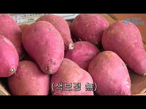 "한일상사" 고구마박사를 만나다~^^버거형 고구마 좋아해?
