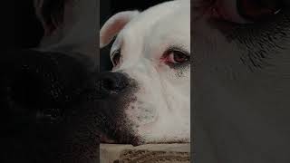 best dogs for apartments #petpediaa