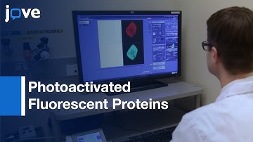 Photoactivated Fluorescent Proteins Quantification | Protocol Preview