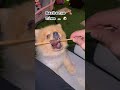 Bro Aways hungry 😭🍖🐶 #viral #explore #trending #nature #dog #animals #fyp #shorts