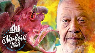 Explosion Durch Norbert Der Fransen-Drachenkopf Fisch Norberts Welt Zoo Zajac