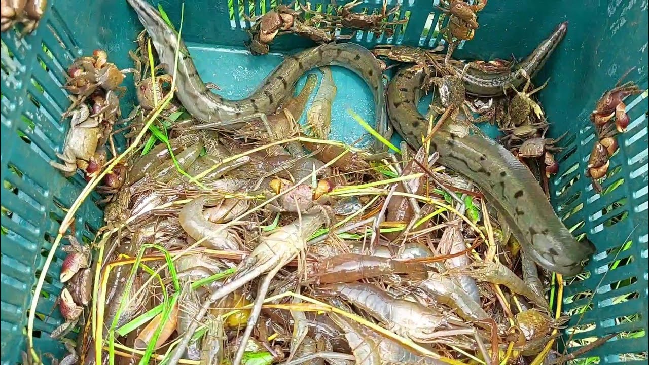 Unbelievable Eel & Prawn Fish Catching in Bamboo box Trap||Village Field Fishing