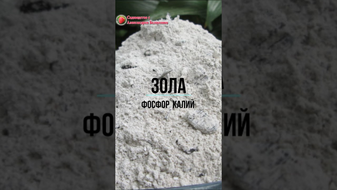 Как вырастить рассаду дома 