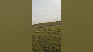 She knows it’s close! #birddog #pheasanthunting #pointer #hunting #gsp #huntingdog #uplandhunting