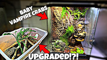 Baby Vampire Crabs Get New Home! (DIY Terrarium)