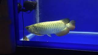 Dreamfish Ultimate Dream Gold