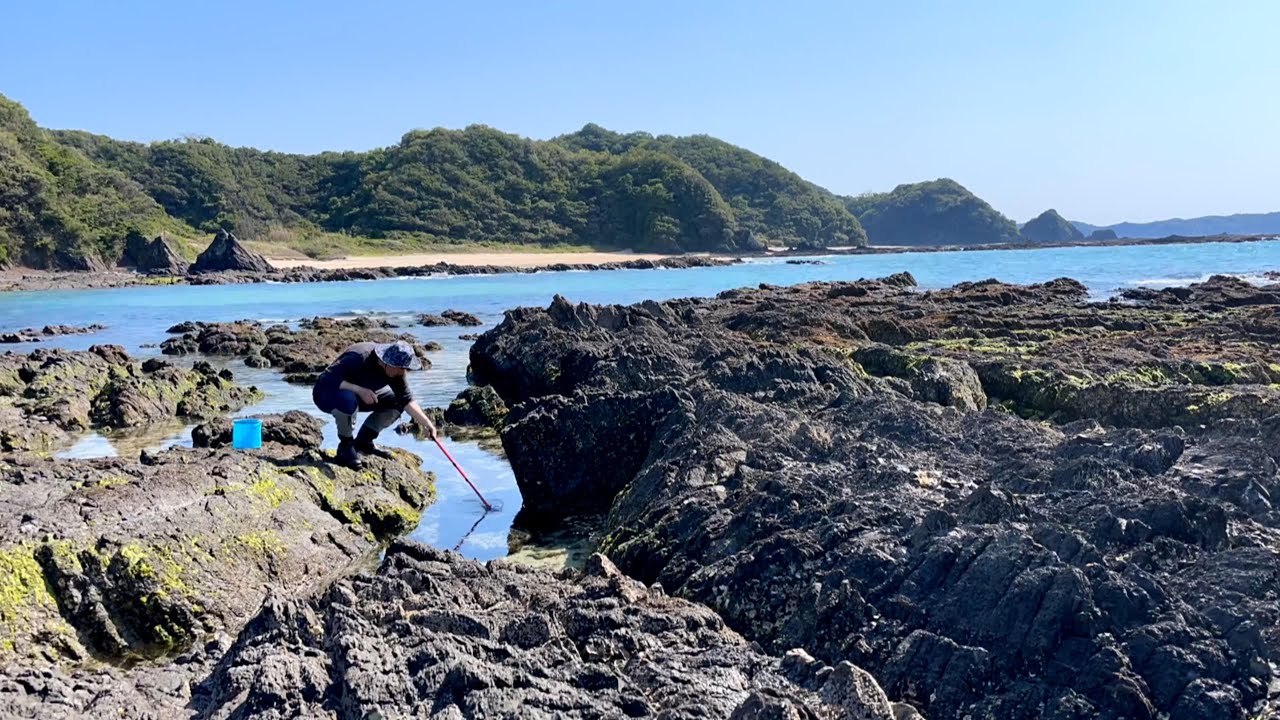 春の磯遊び／潮だまりでエビを捕って夜泡～【天草市牛深町茂串の地磯