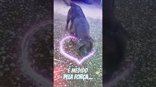 Eu me esforço #dog