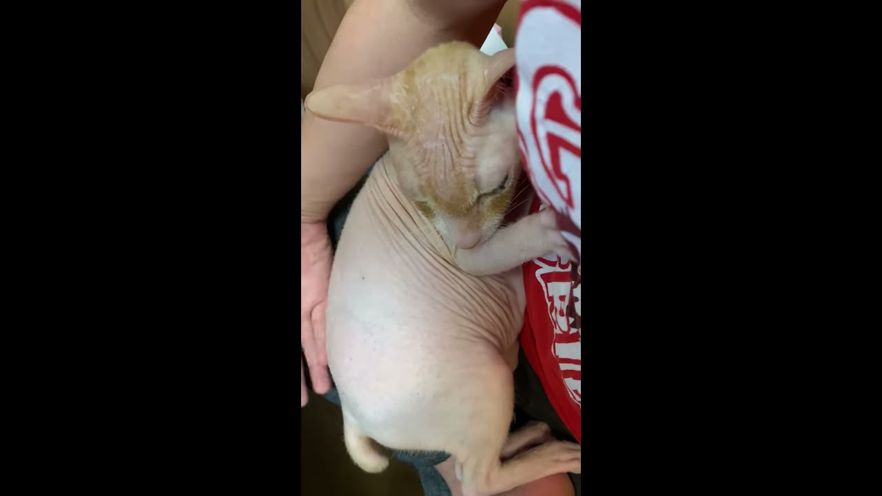 わきをなめてくるねこ - YouTube
