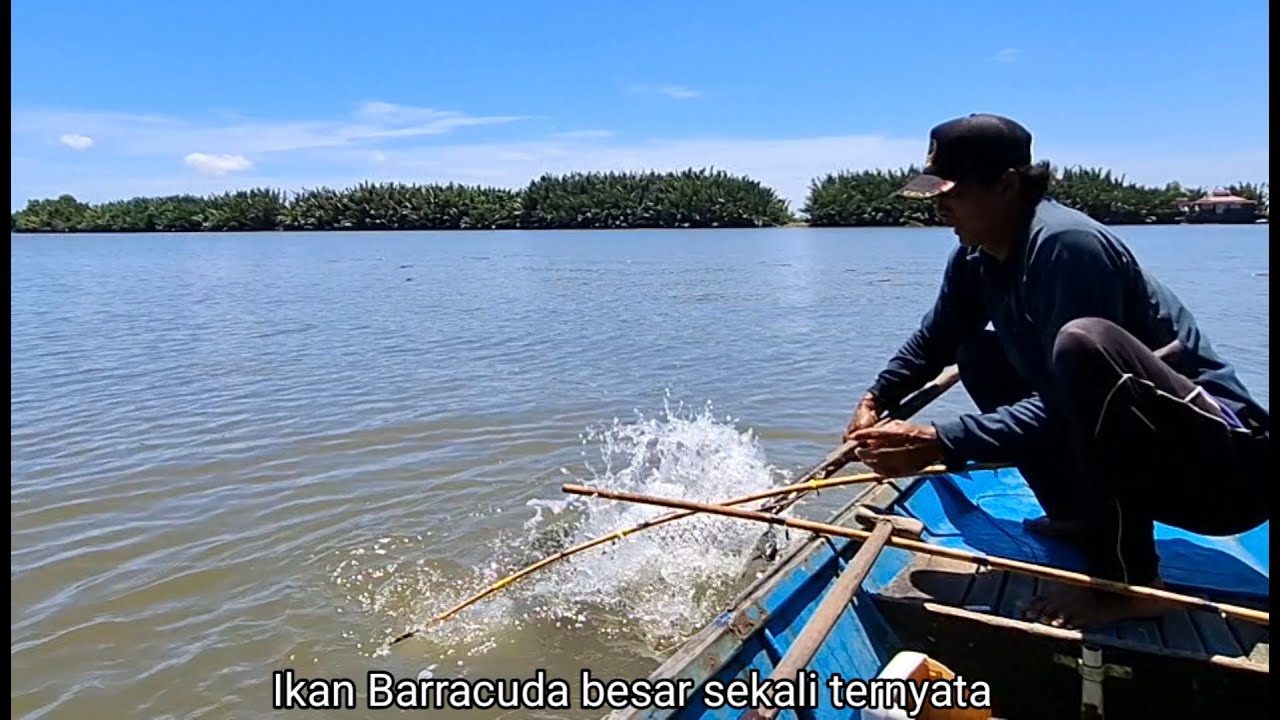 Ikannya besar-besar  hari ini,setelah strike Barramundi strike lagi Barracuda besar