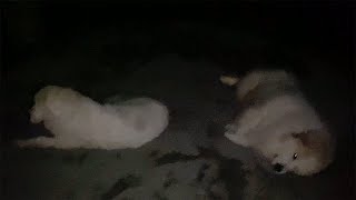 息子の言うことは...まぁまぁ聞くルンルンとアラン　Great Pyrenees　グレートピレニーズ