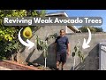 Digging up and moving avocado trees