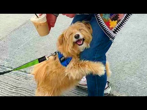 Video: Pasirodo, jūsų šuo gauna teisėtai jaudinamą jų 