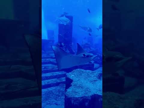 Atlantis Aqua Park, Dubai