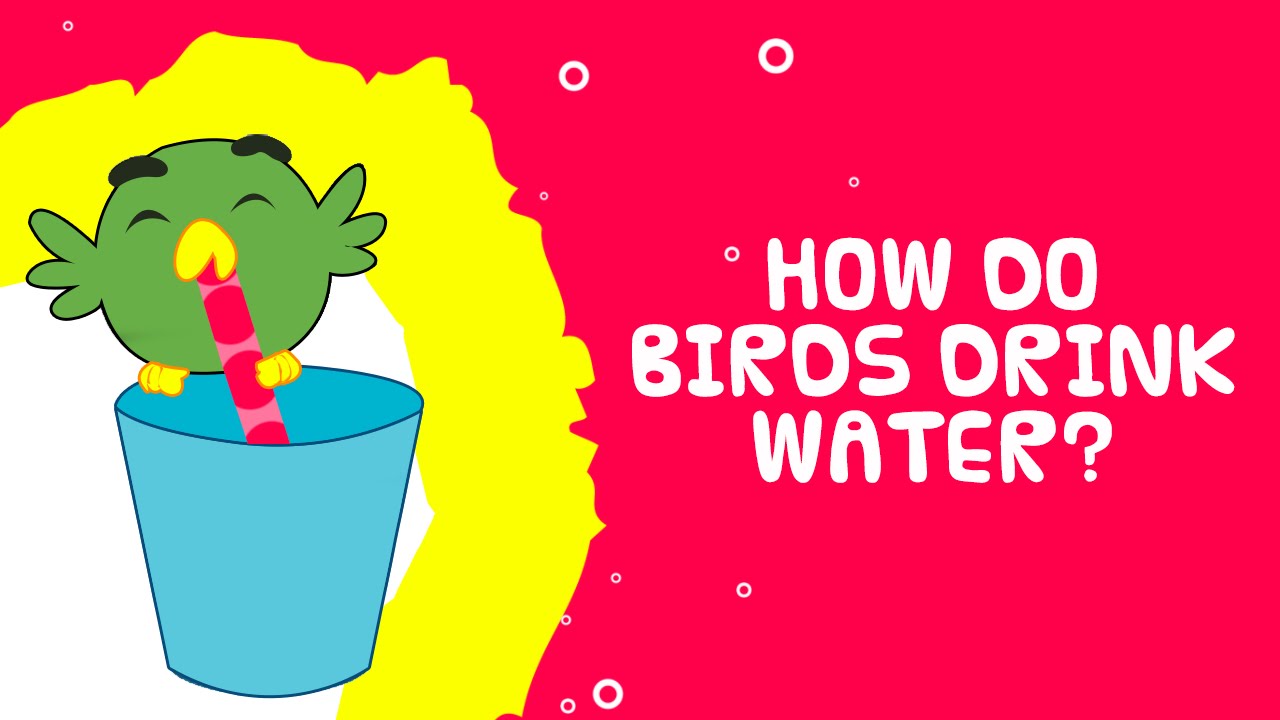 How Do Birds Drink Water? Science Facts for Kids YouTube