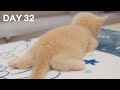 Day 32 - Playful Funny Baby Kittens | Day 1 to Day 100 Kittens Grow Up Vlog