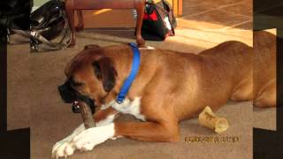 NJ Boxer Rescue February Adoptions