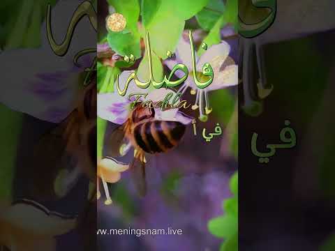 ابيات شعر على اسم فاضلة  قناة معاني الاسماء  