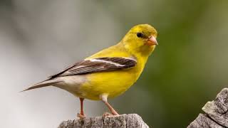 Drochk Awaz||Bird sound for Hunting screenshot 3