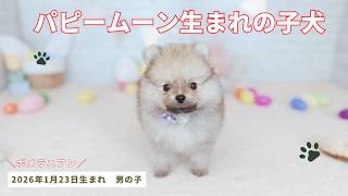 ポメラニアン 男の子 2025年1月23日生まれ パピームーンで生まれ ポメラニアン 男の子 2025年1月23日生まれ パピームーンで生まれ