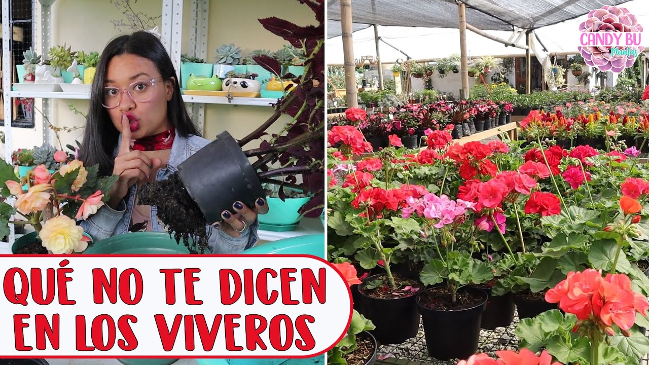 Lo que los viveros no quieren que sepas 3 COSAS QUE NO TE DICEN │Candy Bu