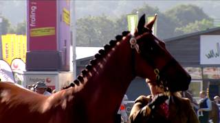 Ceffylau Rhanfrid Cymreig - Ebolion blwydd dros 148cm | Welsh Partbred Horses - Yearling over 148cm