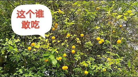 比草莓鲜比苹果补月就吃这个黄金果清暑解渴固气益肾 比草莓鲜比苹果补月就吃这个黄金果清暑解渴固气益肾