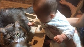 赤ちゃんの機嫌を良くする猫 ノルウェージャンフォレストキャット A cat that makes baby feel better