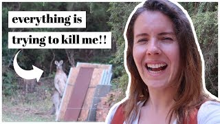STALKED by a kangaroo?! Australian WILDLIFE travel vlog