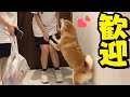 泊まりに来た娘の友達に大興奮の柴犬ちくわ…ついに初の尻尾フリフリが発動!!