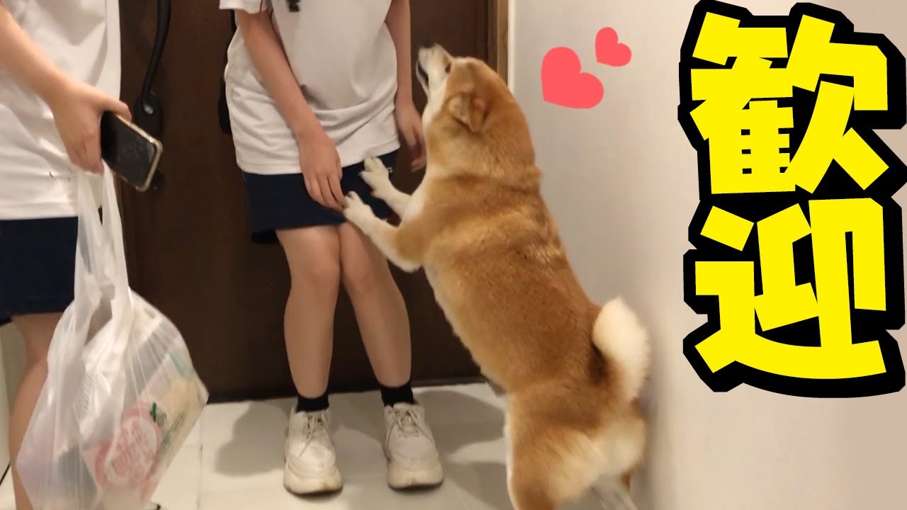 泊まりに来た娘の友達に大興奮の柴犬ちくわ…ついに初の尻尾フリフリが発動！！