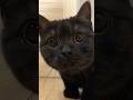世界猫の日に見る…黒猫のきゅるるん