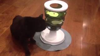 Eddie Bones Doesnt Give A Sht About The New Treat Puzzle