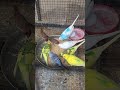 #ytshorts #birds #birdfood #budgies