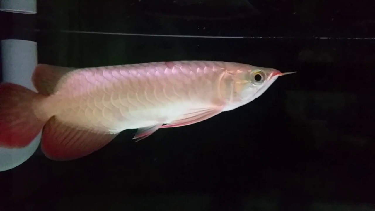 Chili Red Arowana 9 Month Old Under White Led Lights Youtube