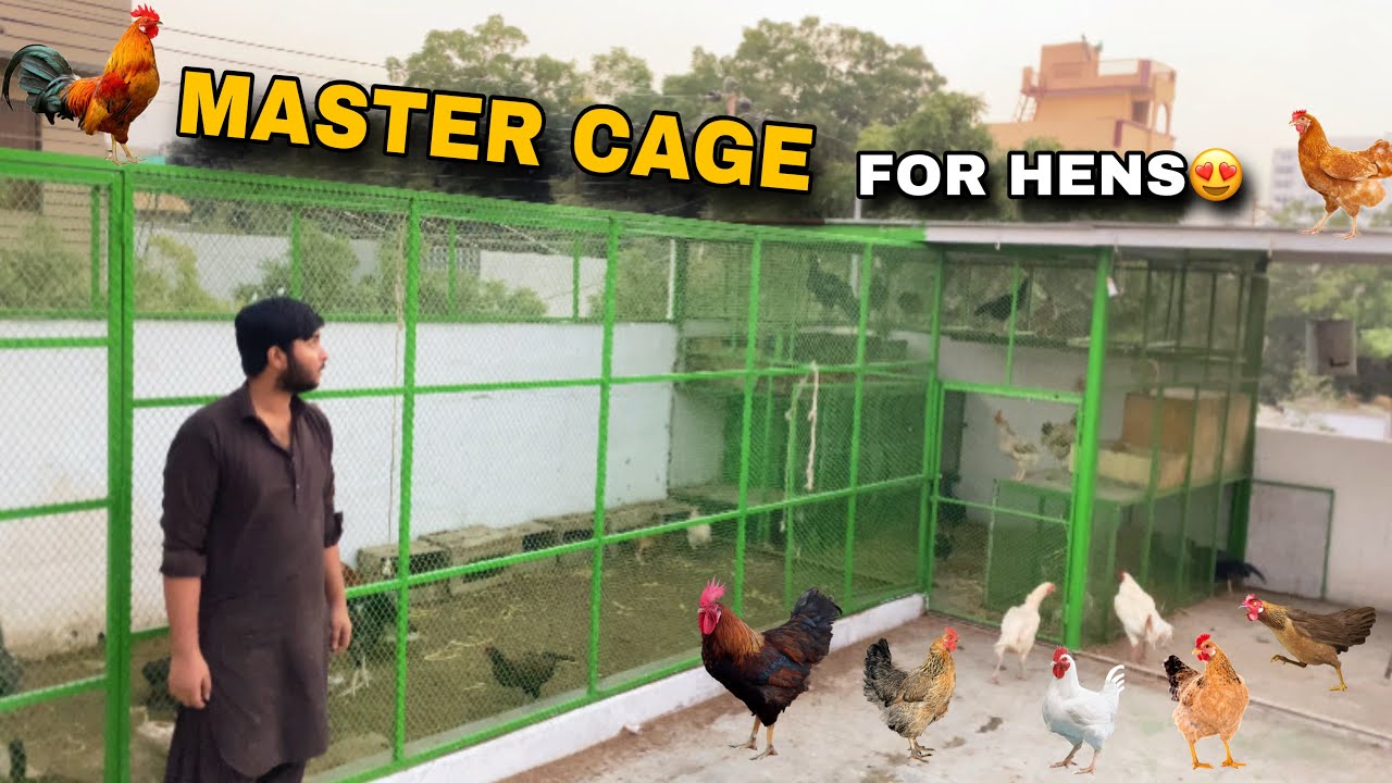 Hens Master Cage Revealed😍|| Itna Sary Murga Murghi😮