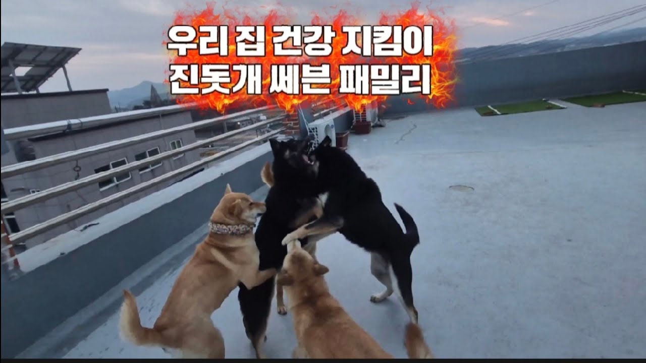 우리 집 건강 지킴이 진돗개 쎄븐 패밀리