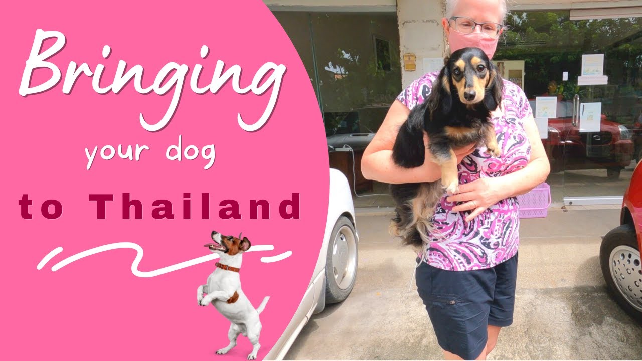 Bringing your dogs to Thailand What you need to know before you go