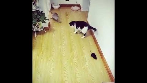 Remote Controlled Mouse Wireless Cat Toy