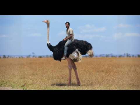 Animais Gigantes avistados pelo homem