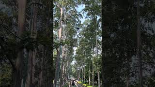 #shorts #shortsfeed #quotes #jakartavibes #shortsvideo #viral #bkt #tranding #gta #roblox #anak