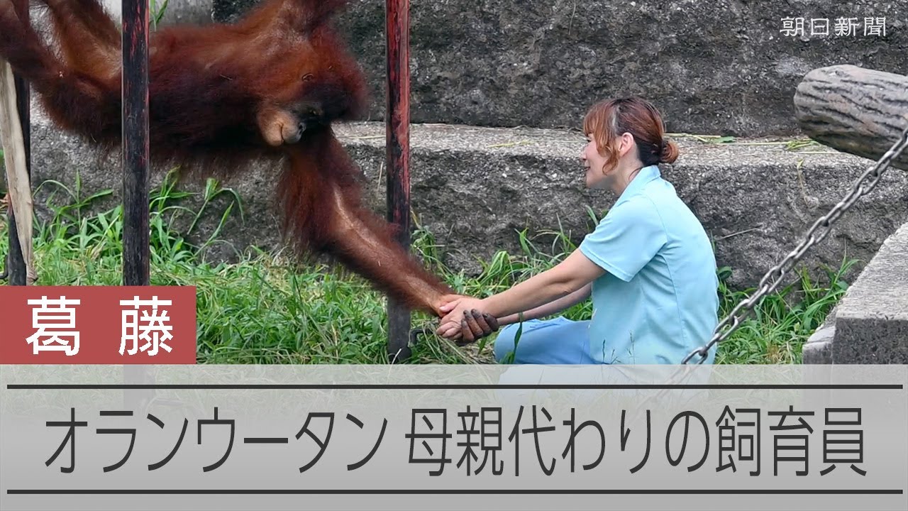 母親代わり、悩みながら「子育て」　オランウータン飼育員夫妻の歩み